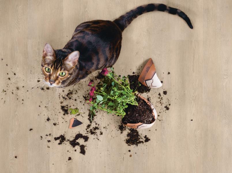 cat
